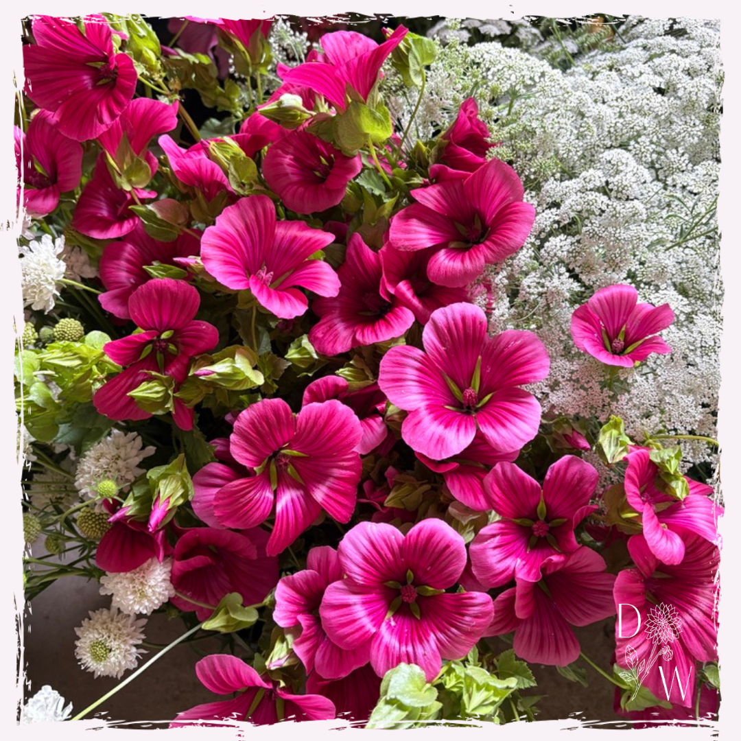 Malope