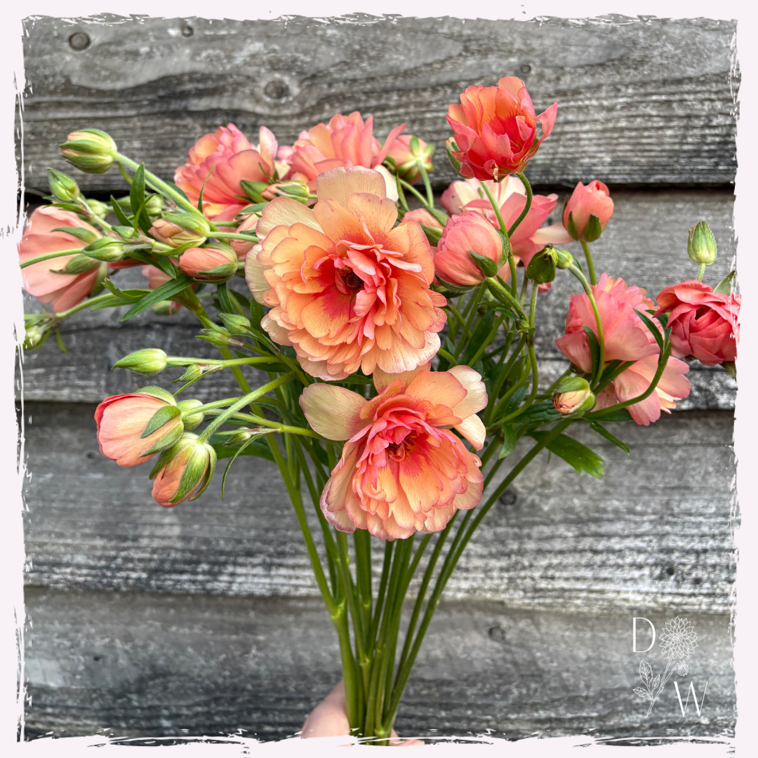 Butterfly ranunculus