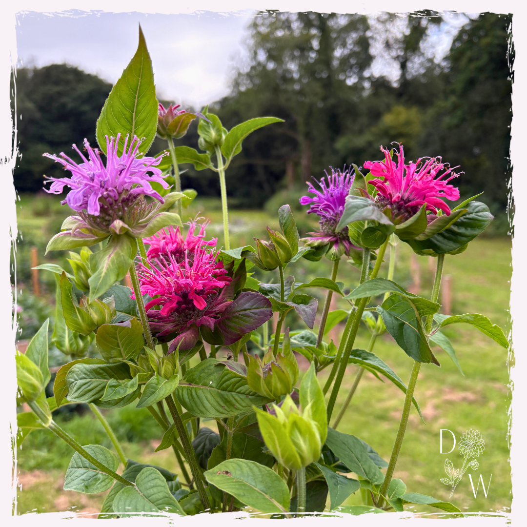 Monarda lombada