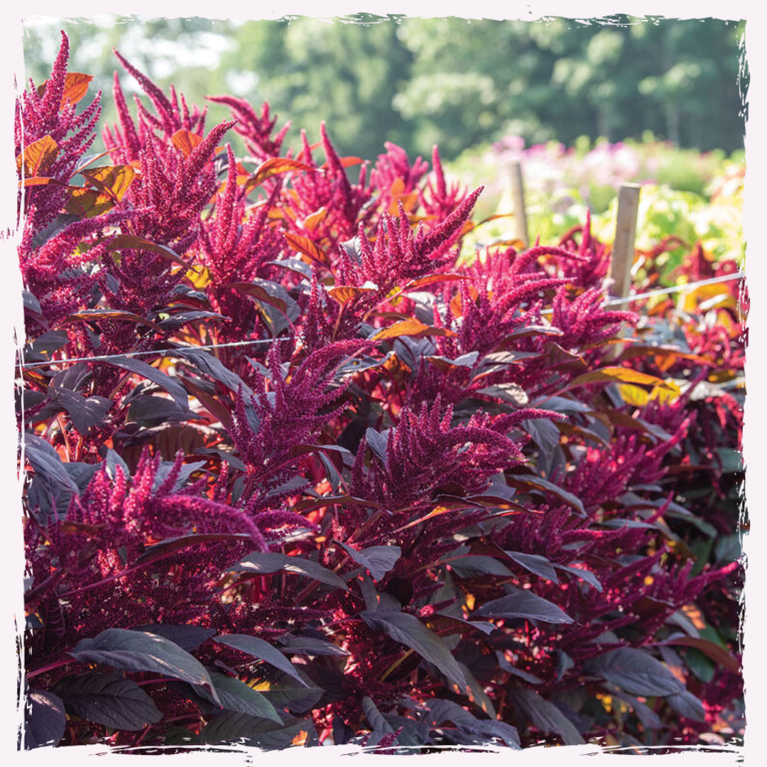 Amaranth plug plants for sale 'red spike'