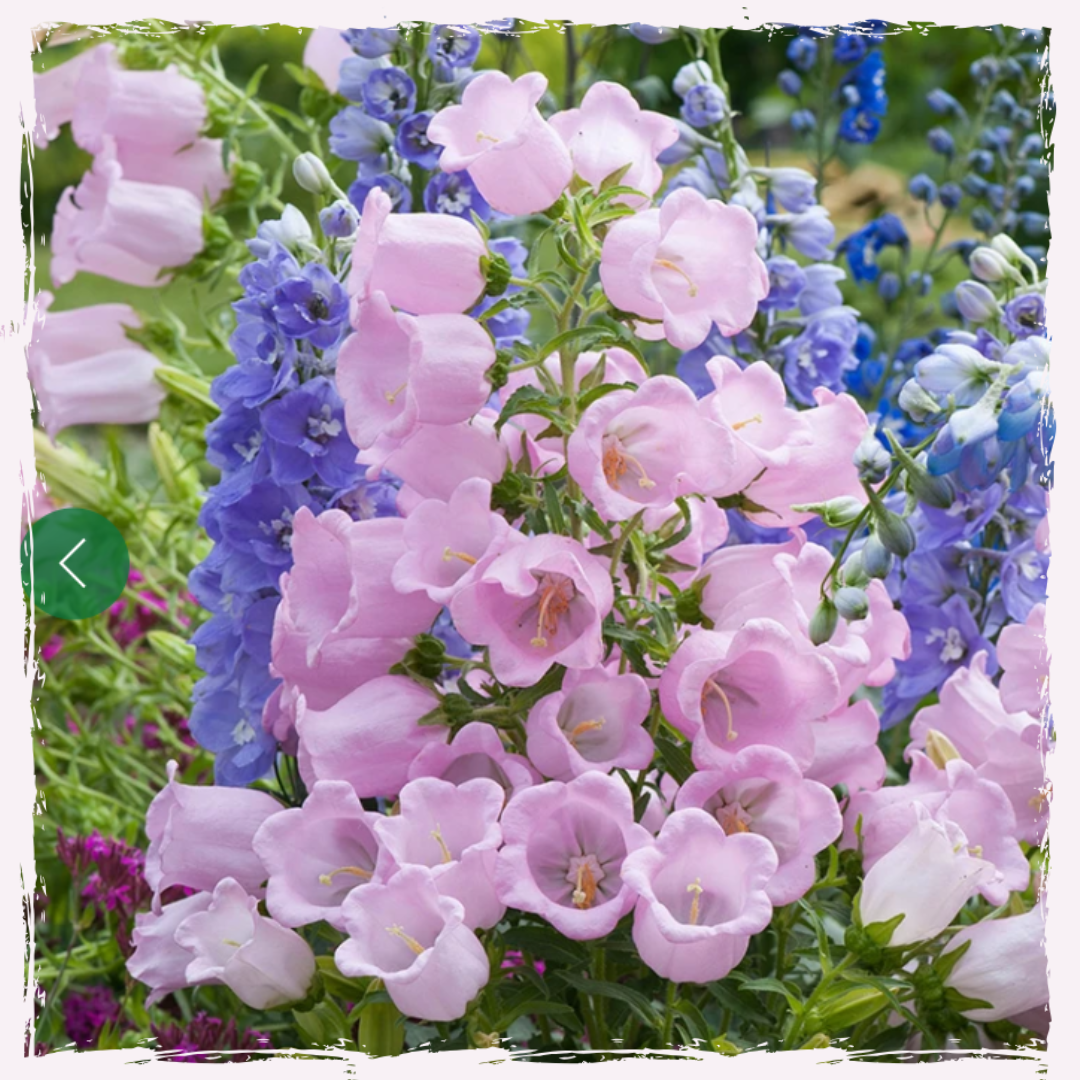 Campanula canterbury bells pink plug plants
