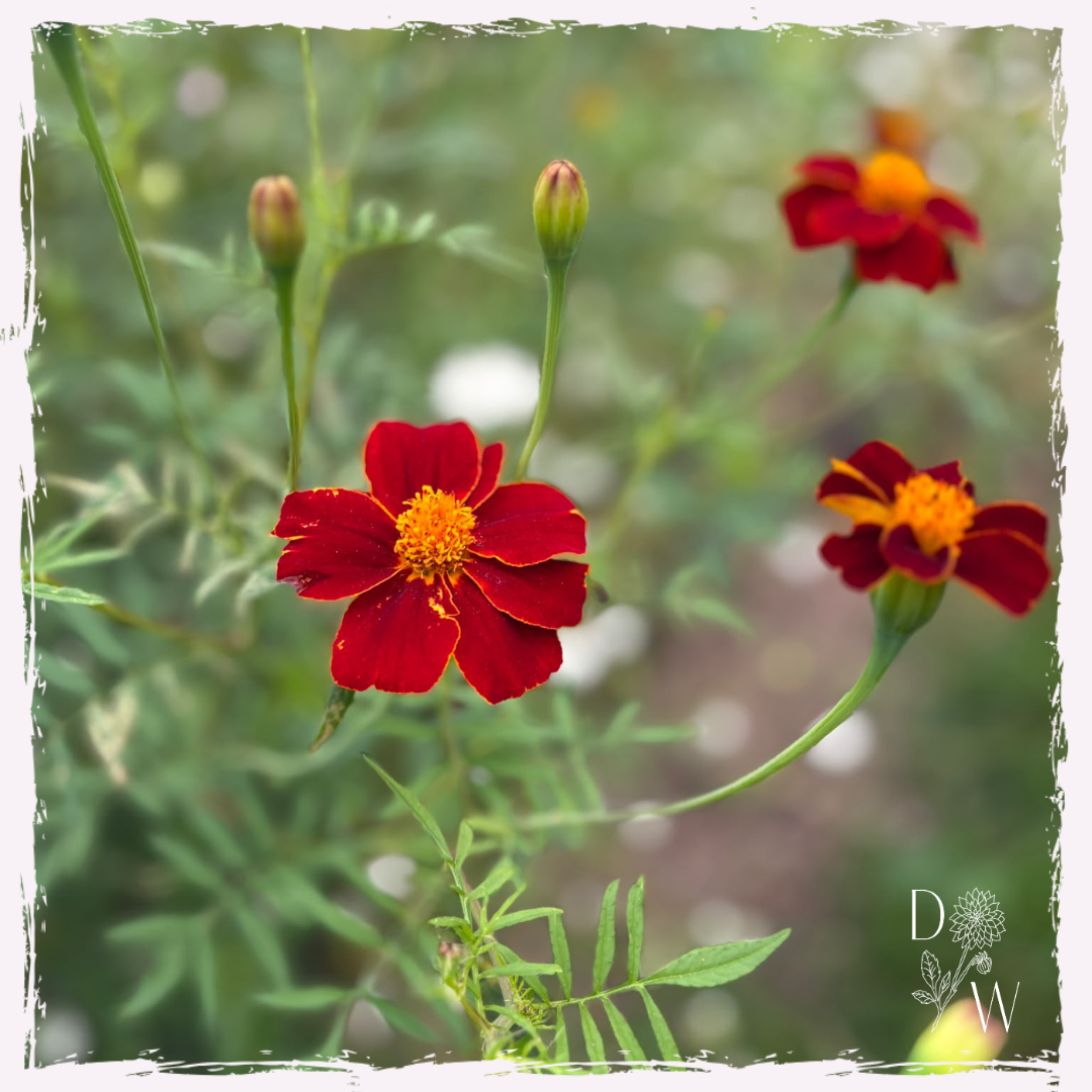 Tagetes