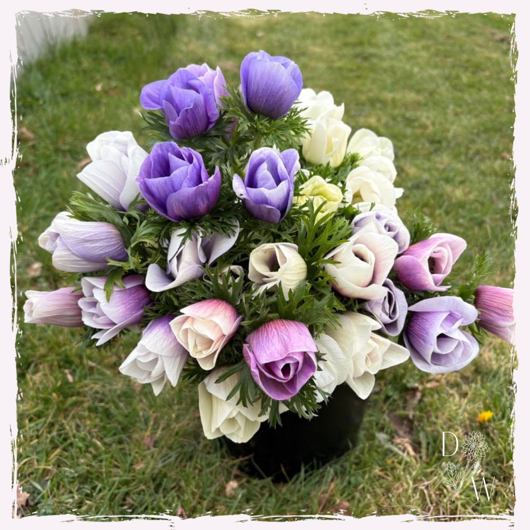 Anemone 'Galilee pastel'
