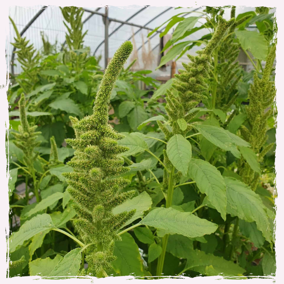 Amaranth plug plants 'Green Giant'