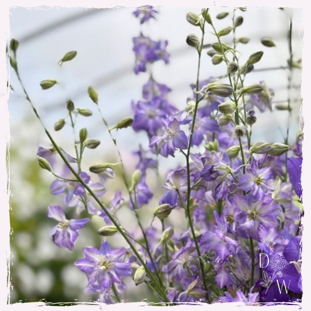 Delphinium larkspur seeds Welsh grown