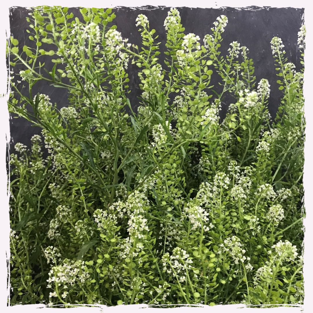 Thlaspi seed UK delivery pennycress