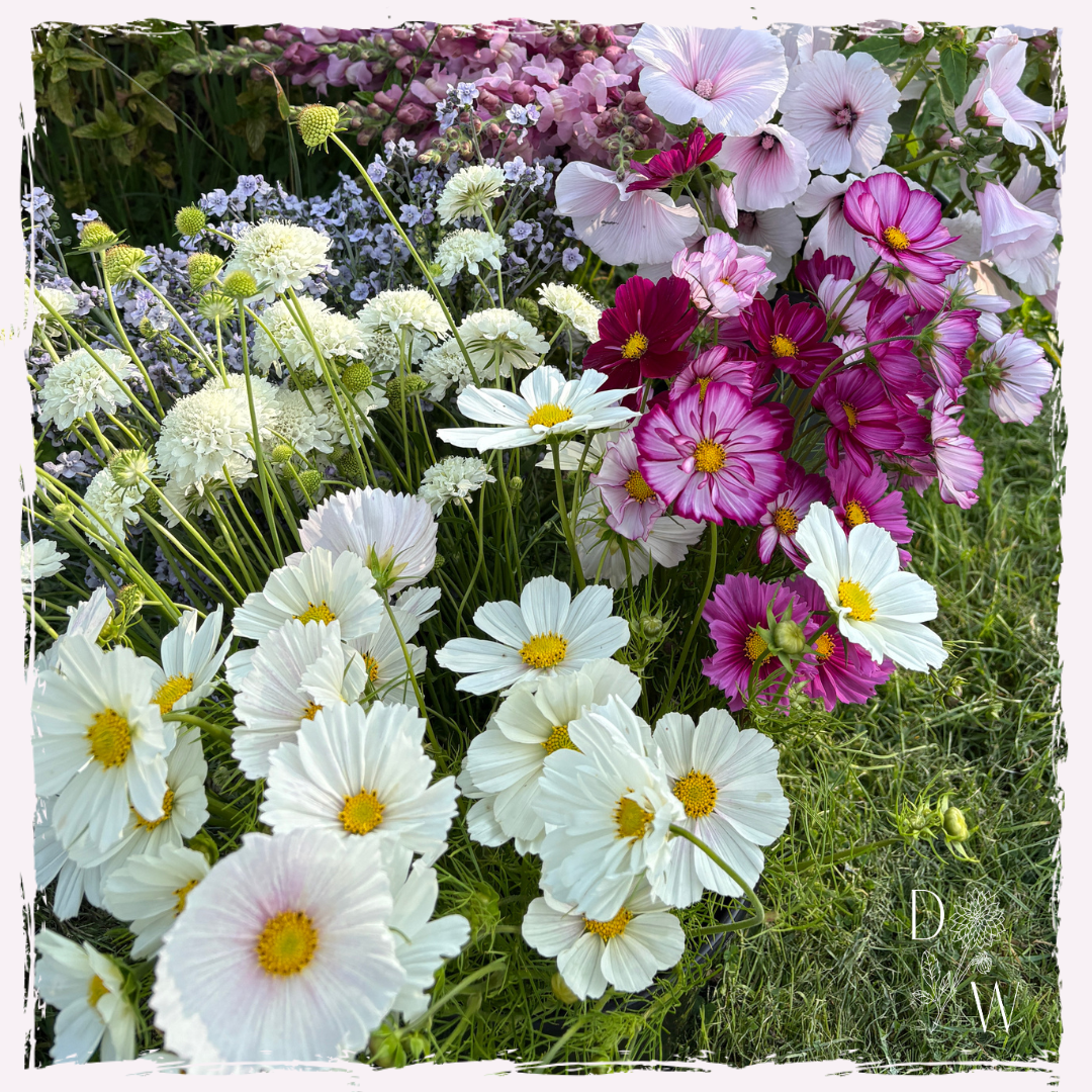 Cosmos, scabious and lavatera