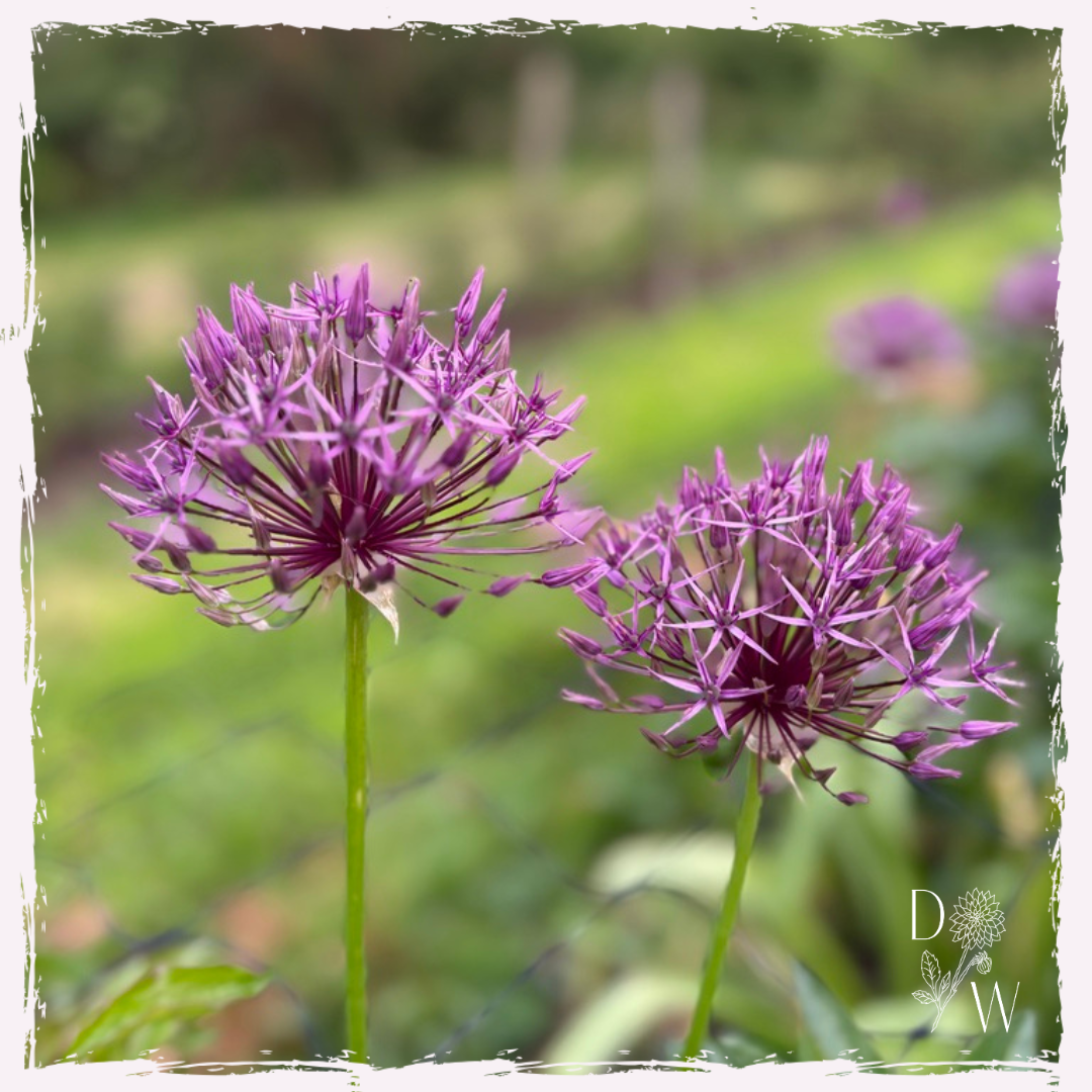 Allium
