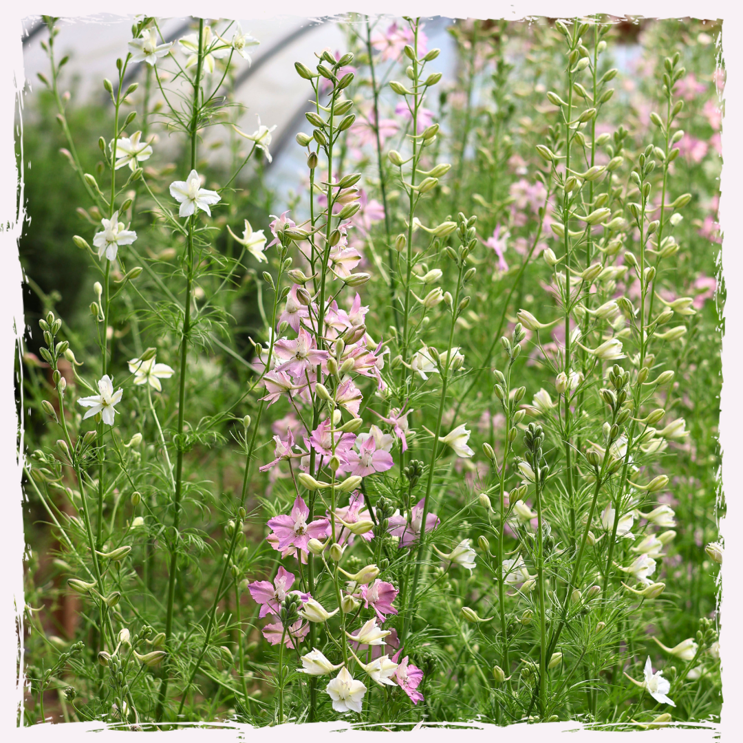 Delphinium consolida (larkspur)