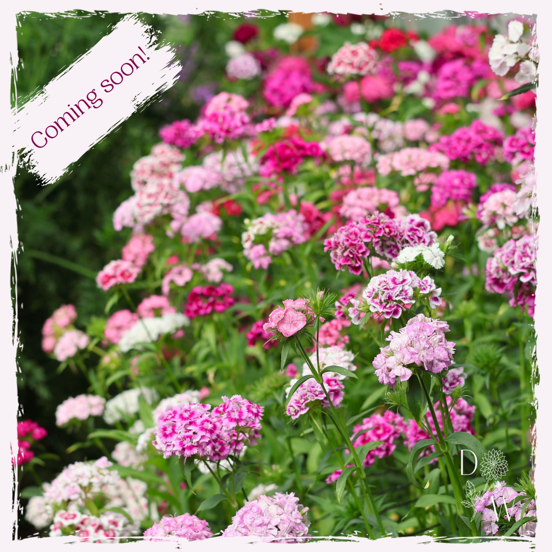 Biennial plug plants to buy UK delivery