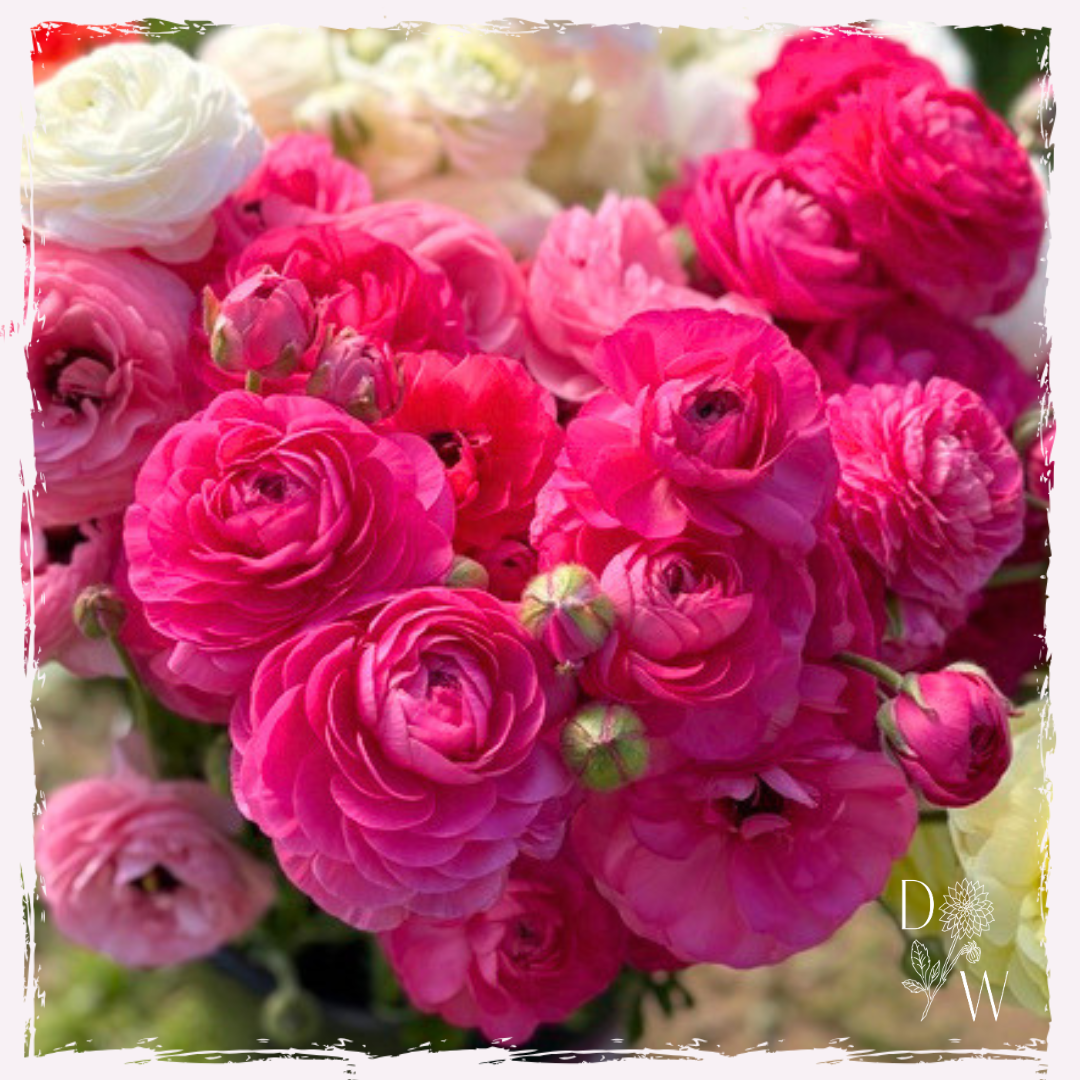 Ranunculus bonbon corms
