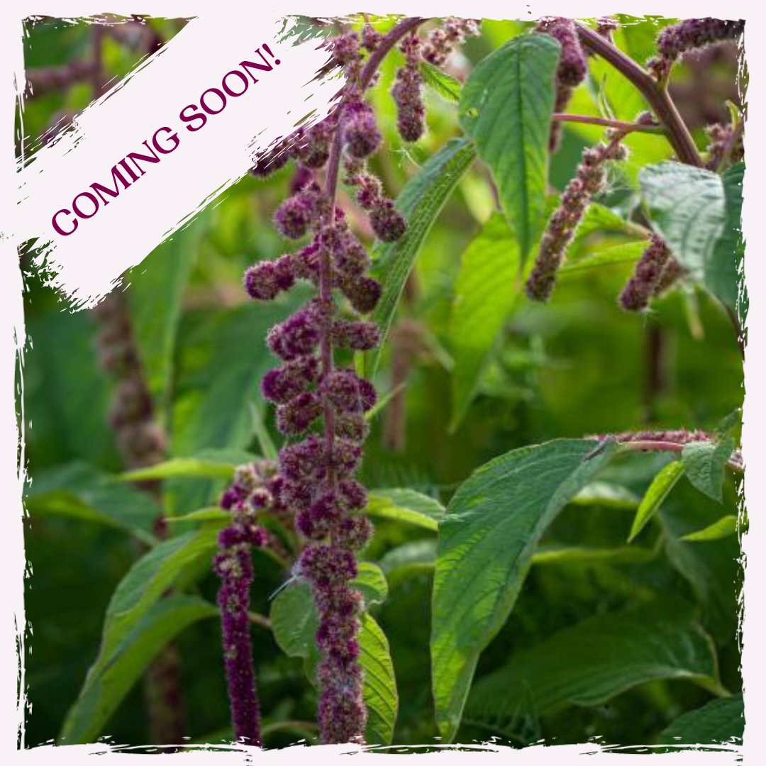 Images for ML newsletter and wholesale (51).png