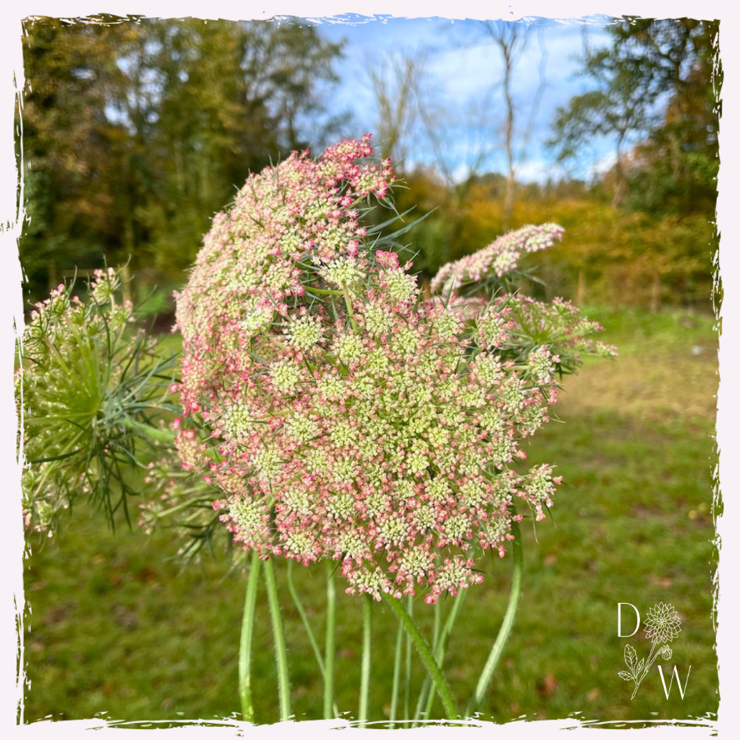 Daucus