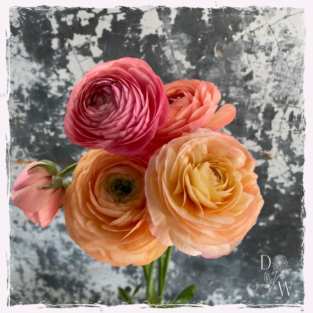 Ranunculus plug plants to order