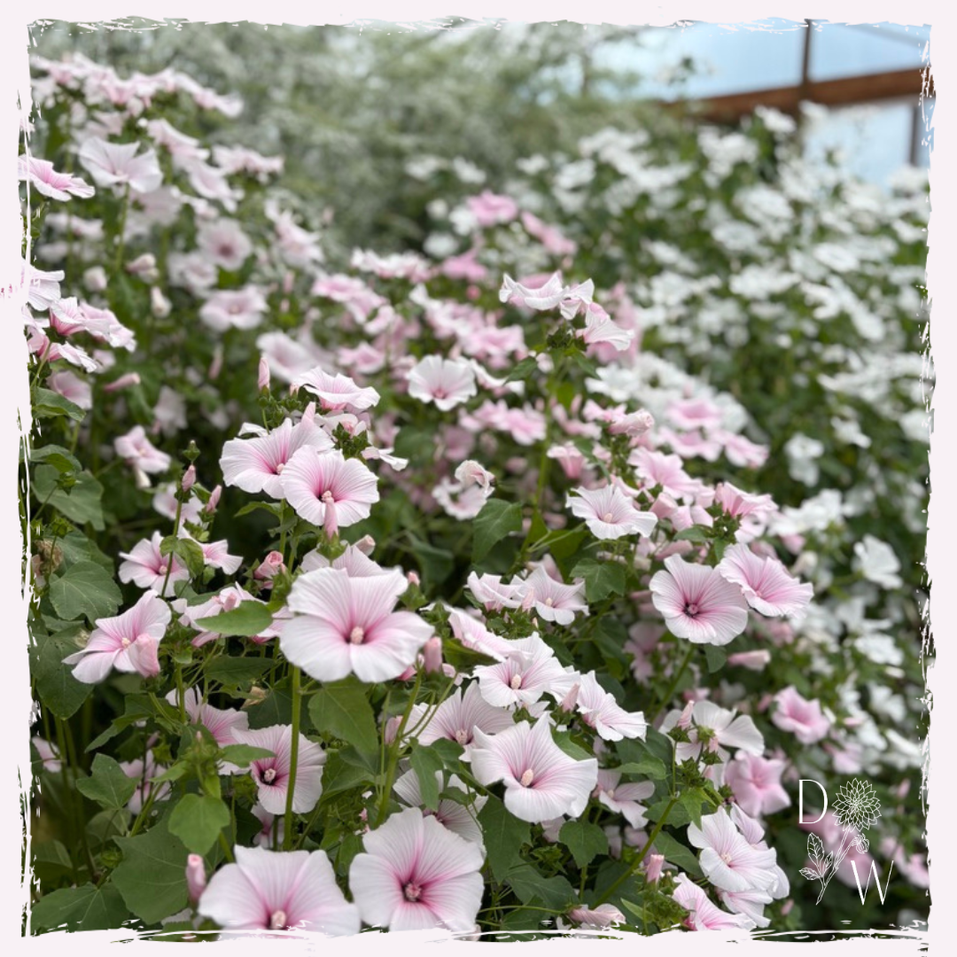Lavatera