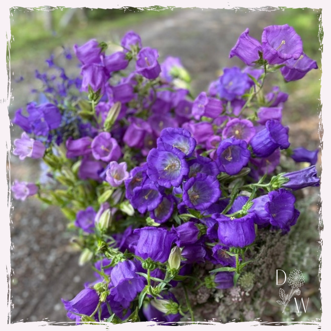Campanula canterbury bells plug plants UK delivery