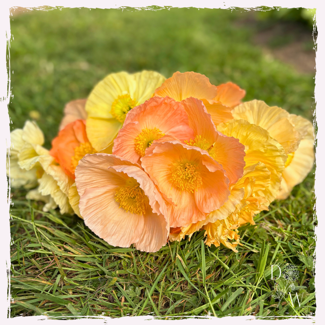 Iceland poppy seed UK delivery