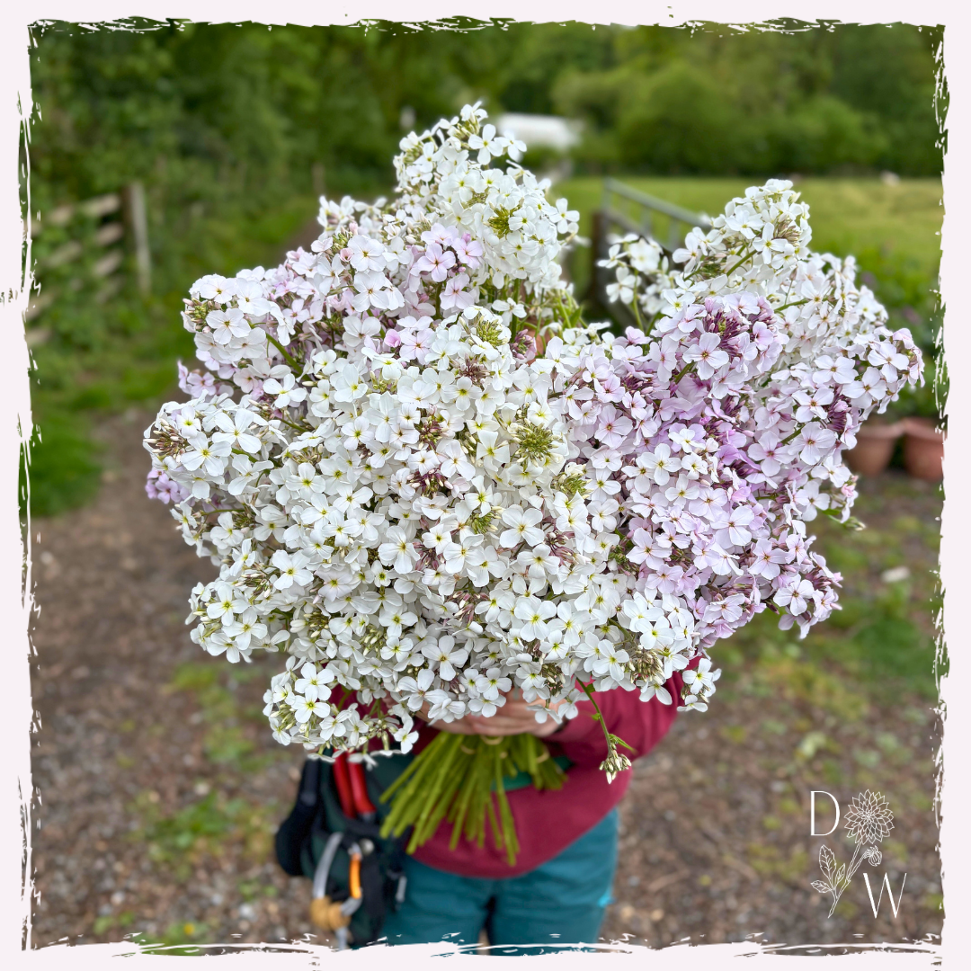 Hesperis matronalis (sweet rocket)