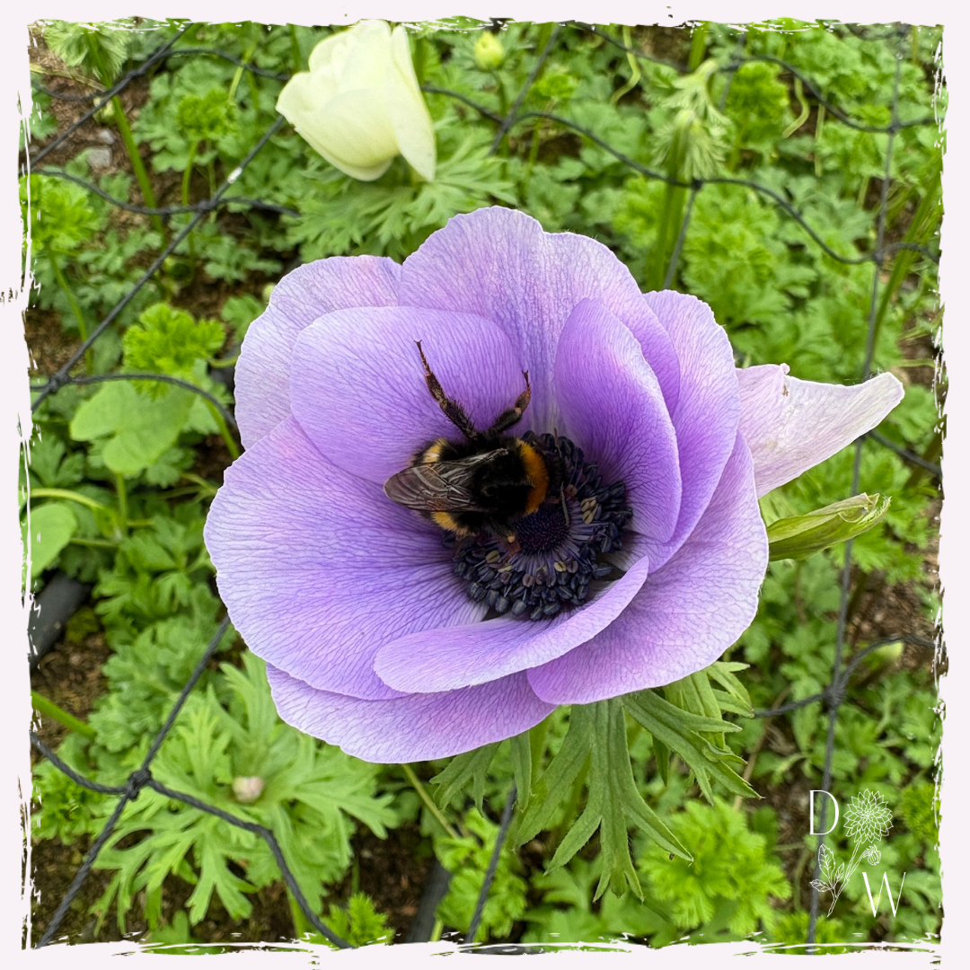 Anemone plug plants flowering