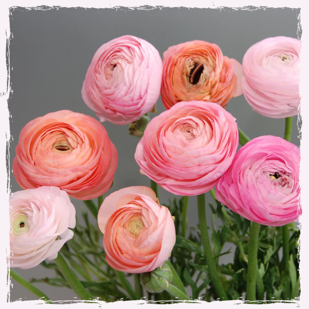 Ranunculus Amandine 'Pastel Mix'