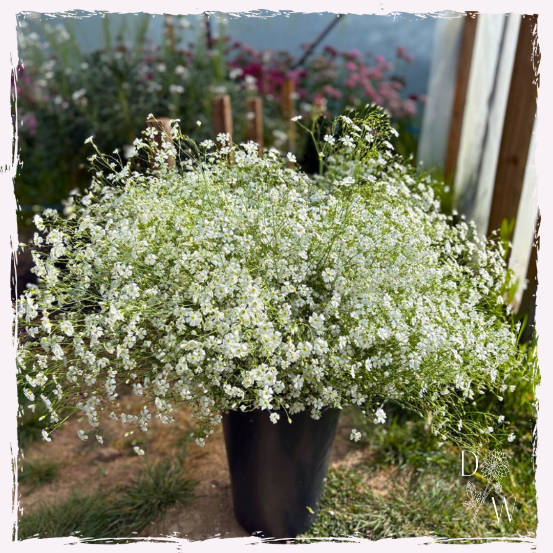 Gypsophila elegans 'Covent Garden'