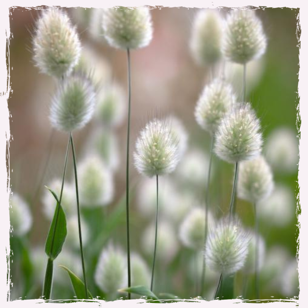 Hare's tail grass plug plants UK delivery