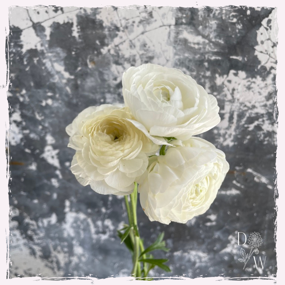 Ranunculus corms white bianco