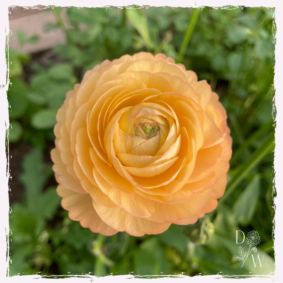 Ranunculus plug plants growing