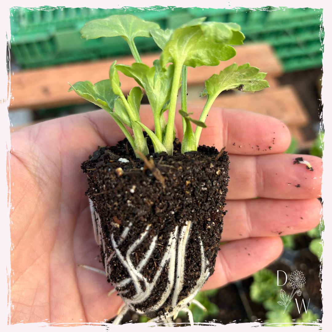 Ranunculus plug plants mail order uk