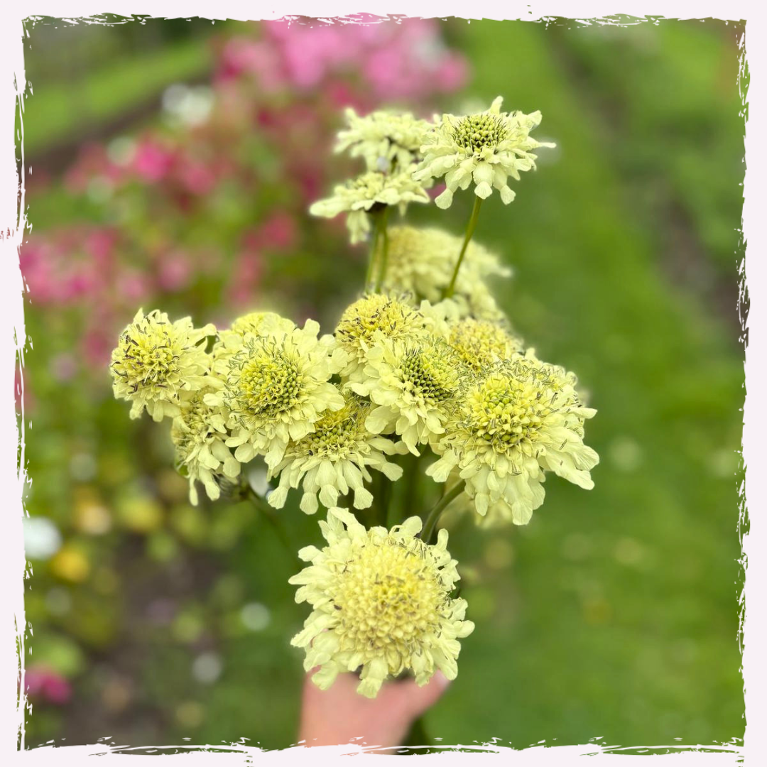 Cephalaria gigantea (giant scabious)