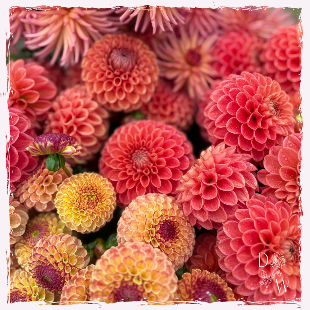 Dahlias
