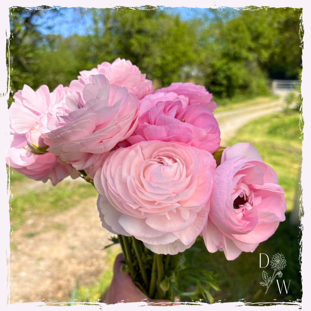 Ranunculus chamallow corms