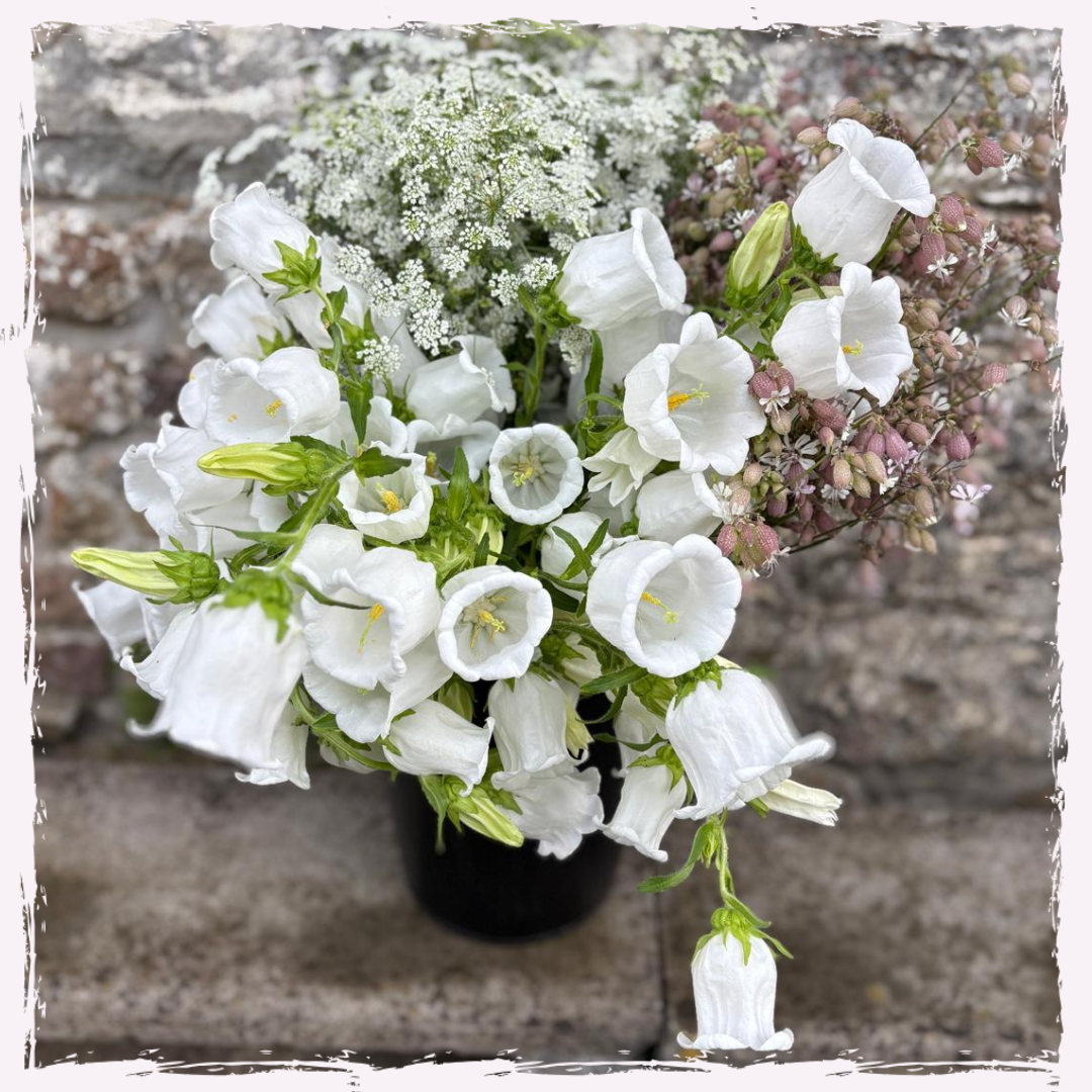 Campanula (Canterbury bells) plug plants
