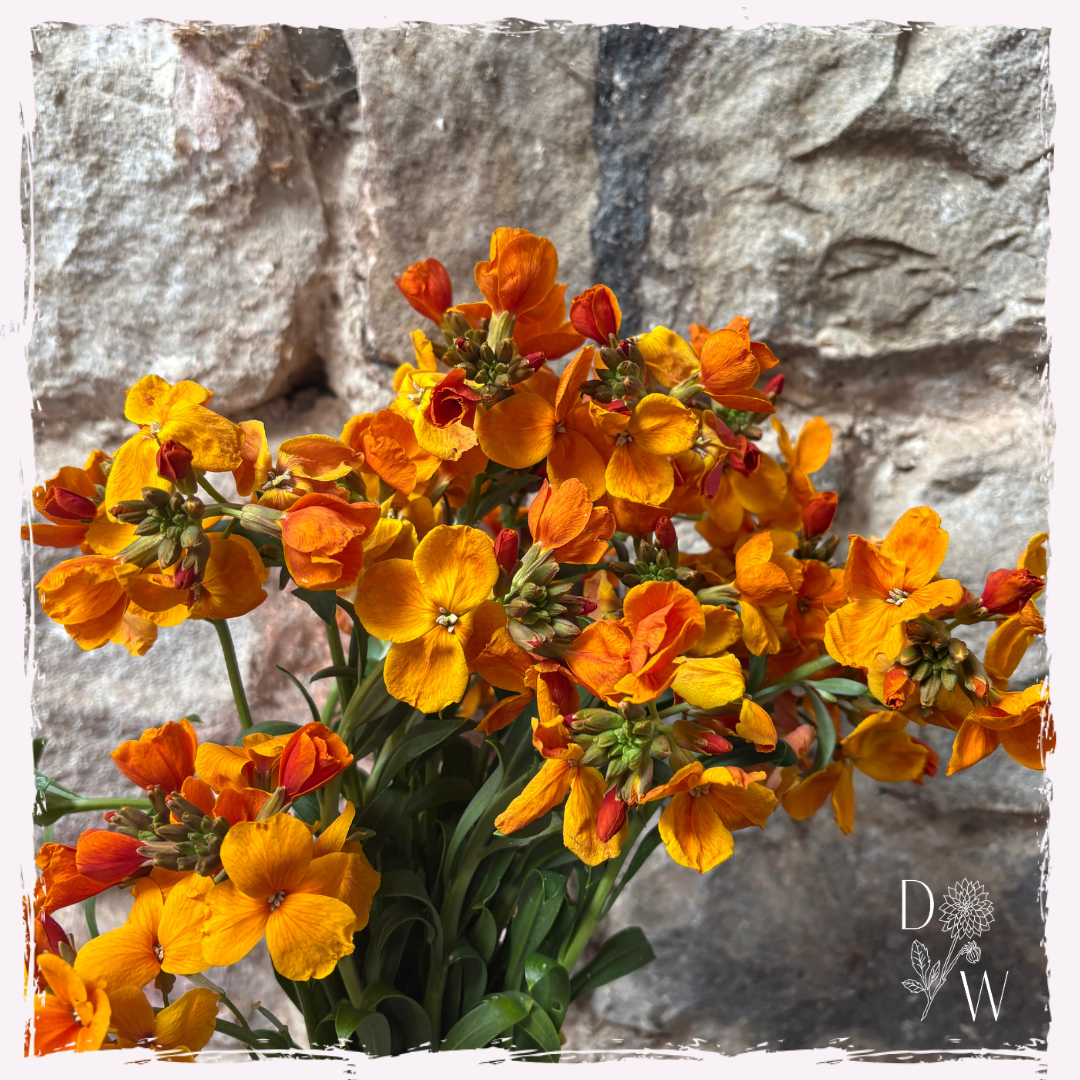 Erysimum (wallflower) orange
