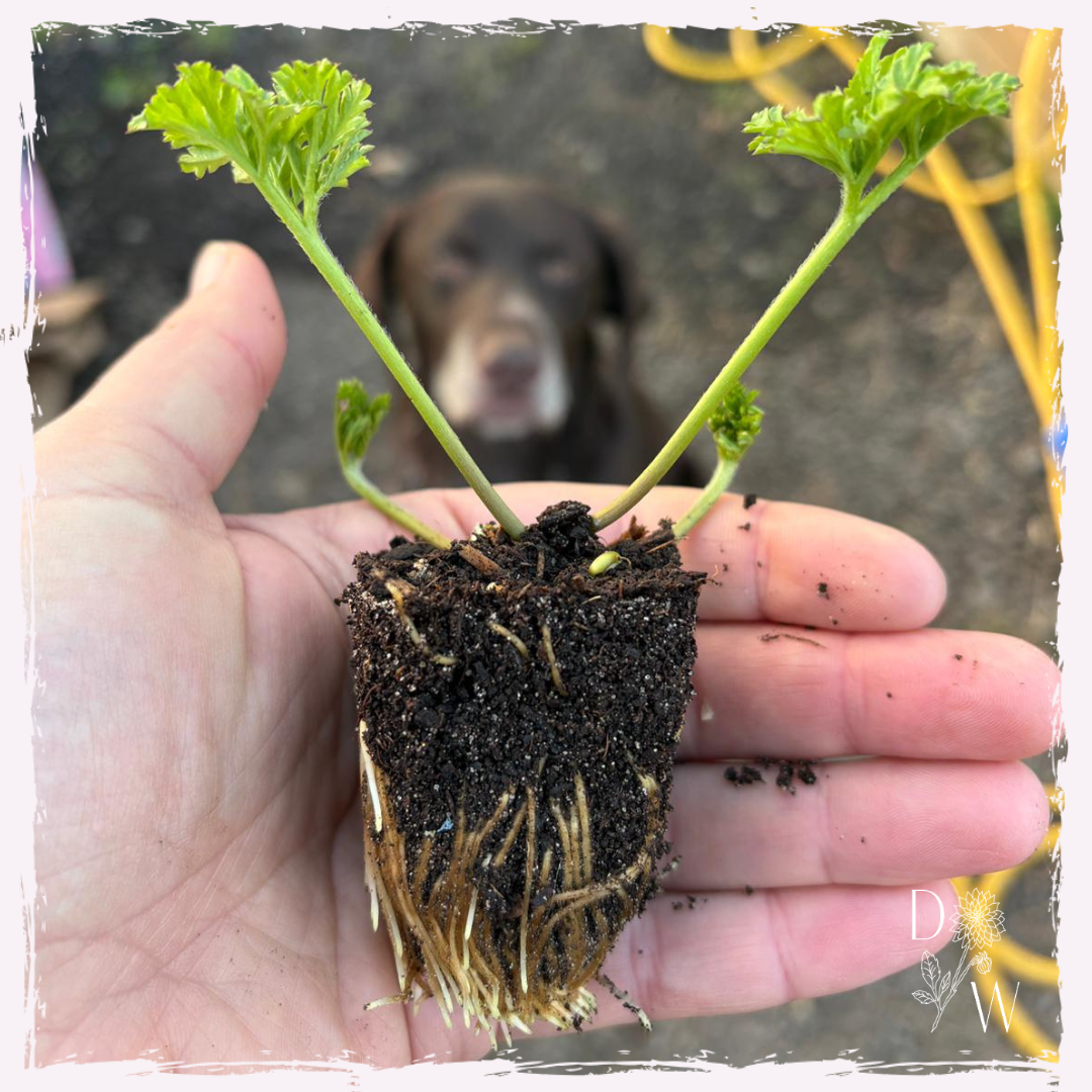 Anemone plug plants rooted