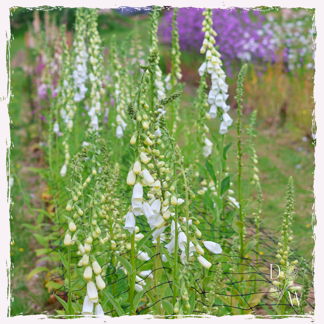 Foxgloves