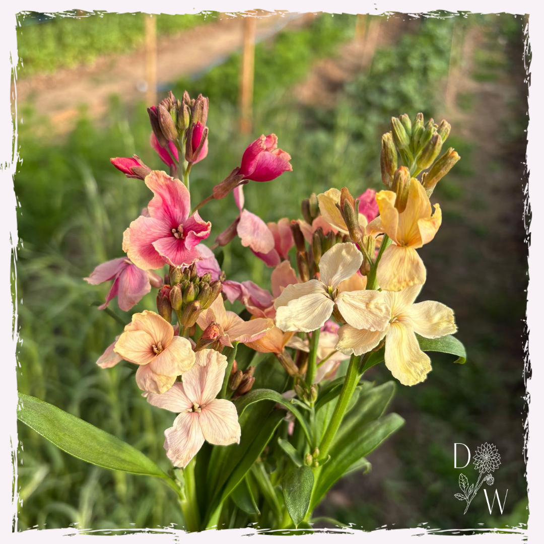 Wallflowers