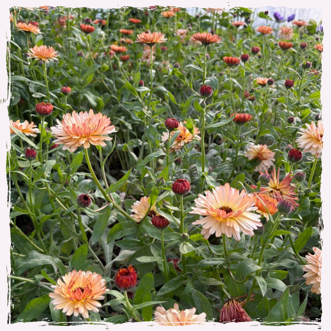 Calendula