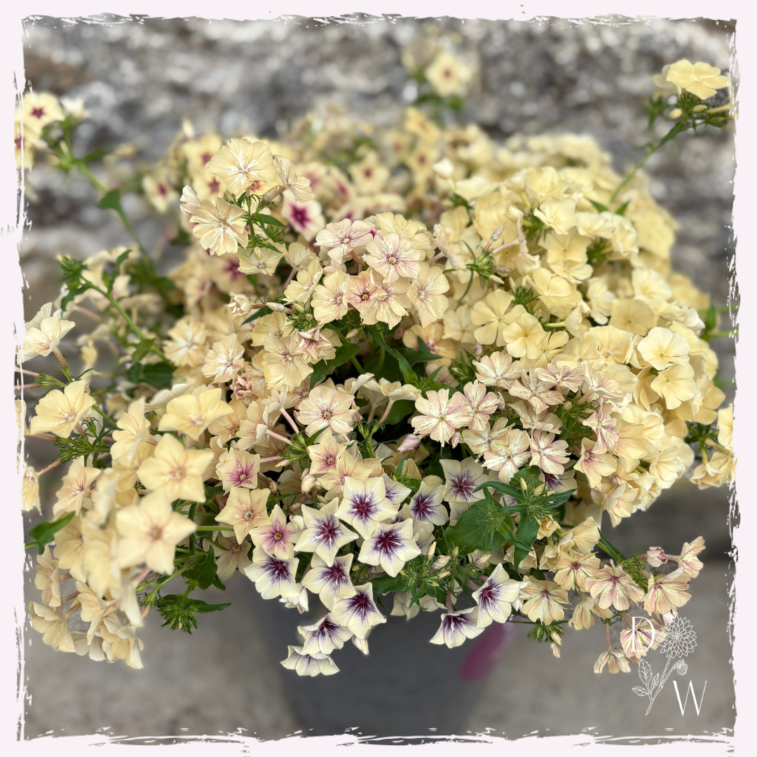 Phlox