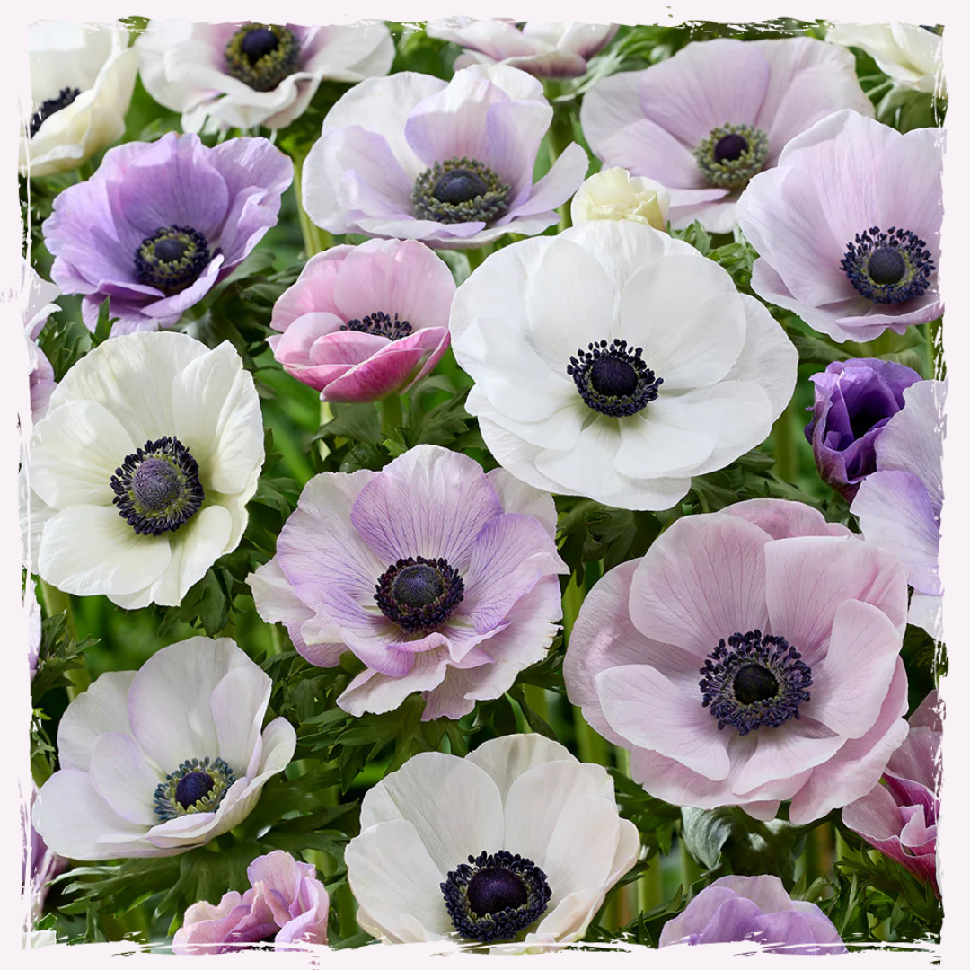 Images for ML newsletter and wholesale (12).png