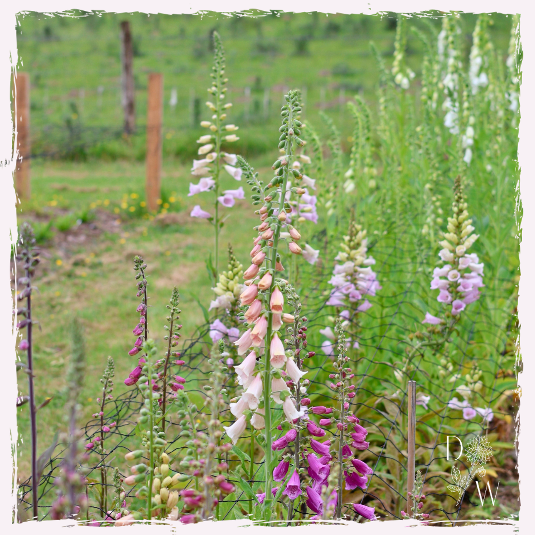 Foxgloves