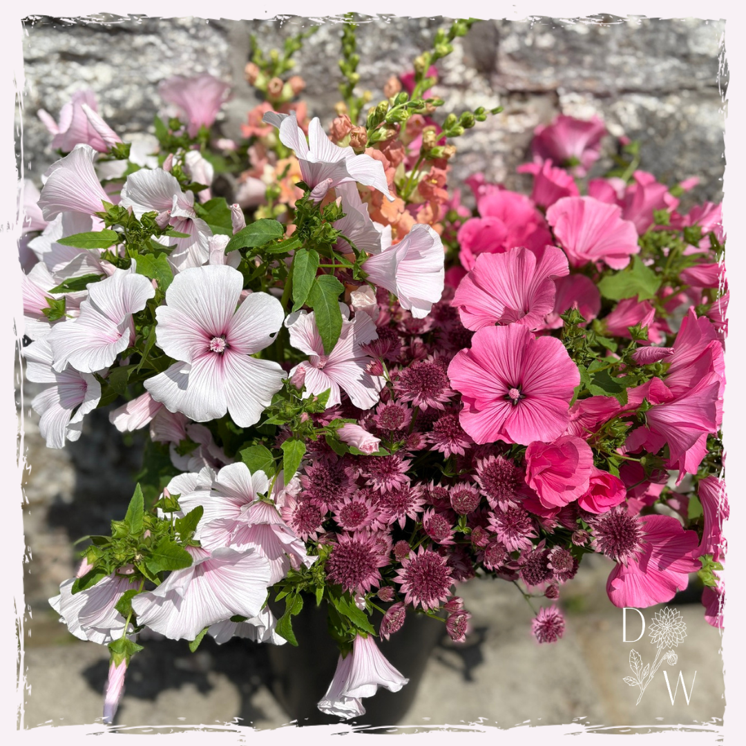Lavatera dwarf pink blush and silver cup