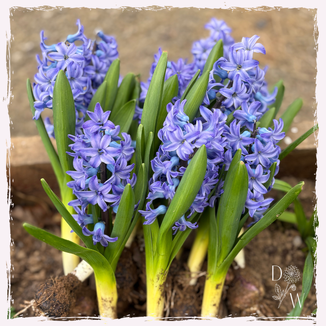 Hyacinths