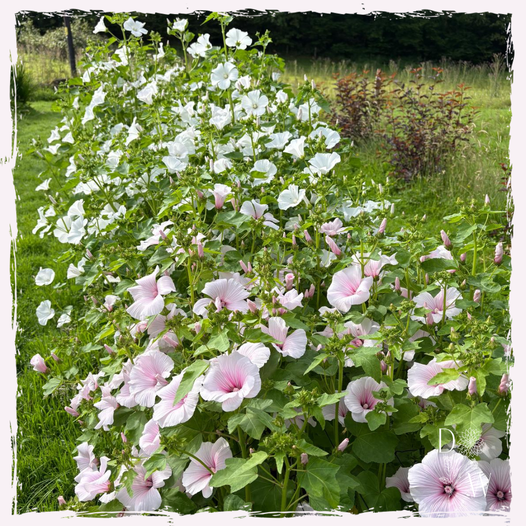 Cut flower plug plants lavatera dwarf pink blush