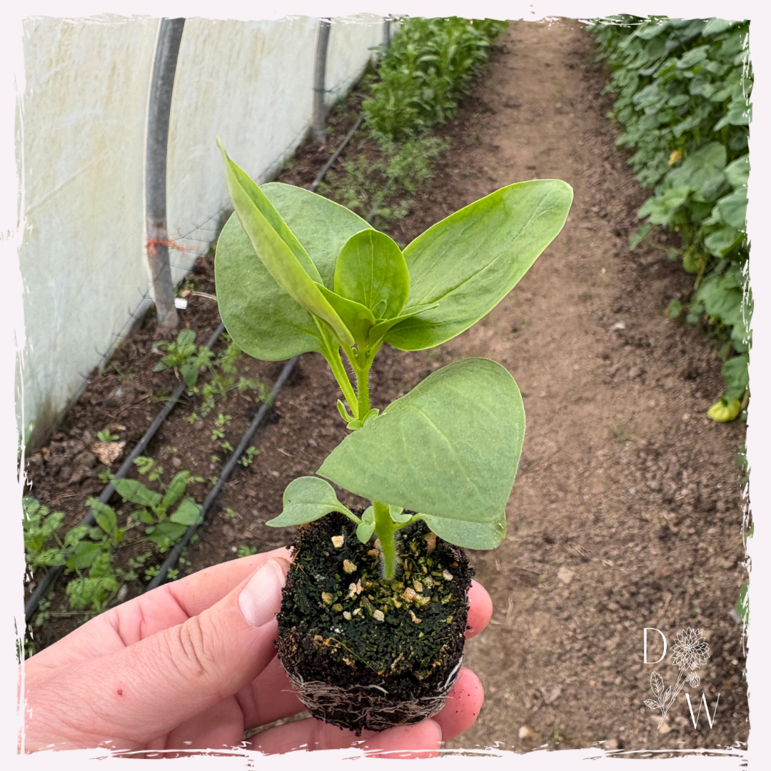 Antirrhinum plug plants avignon silver