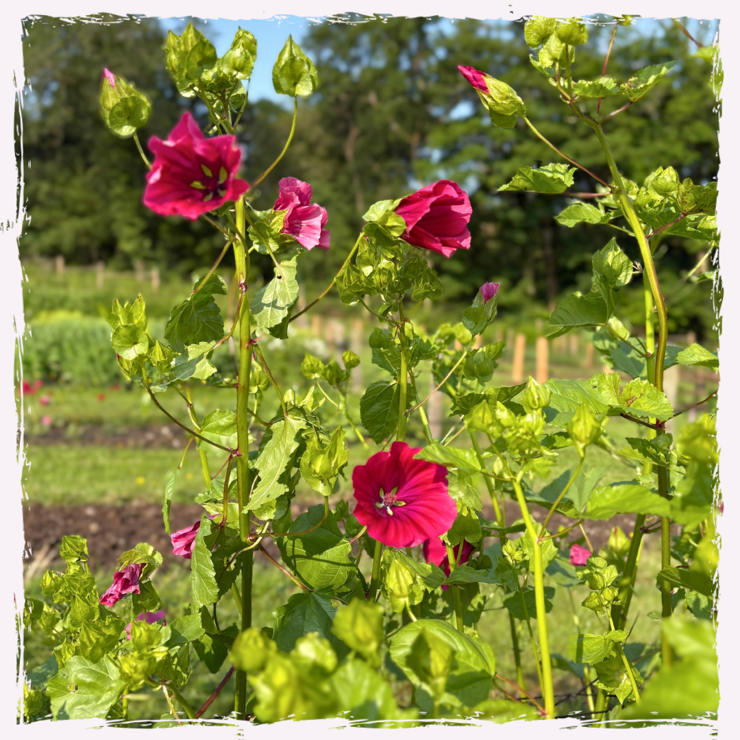 Malva sylvestris (mallow)