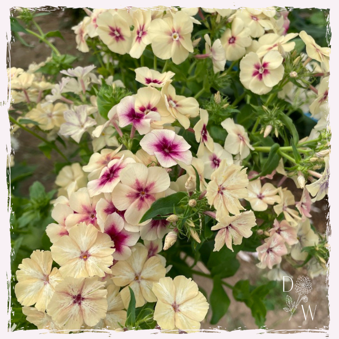 Phlox plug plants UK delivery