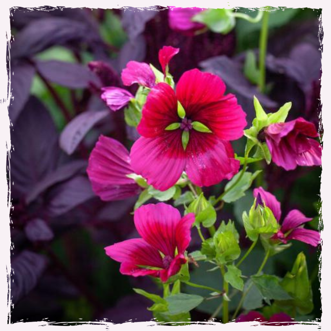 Malope vulcan plug plants