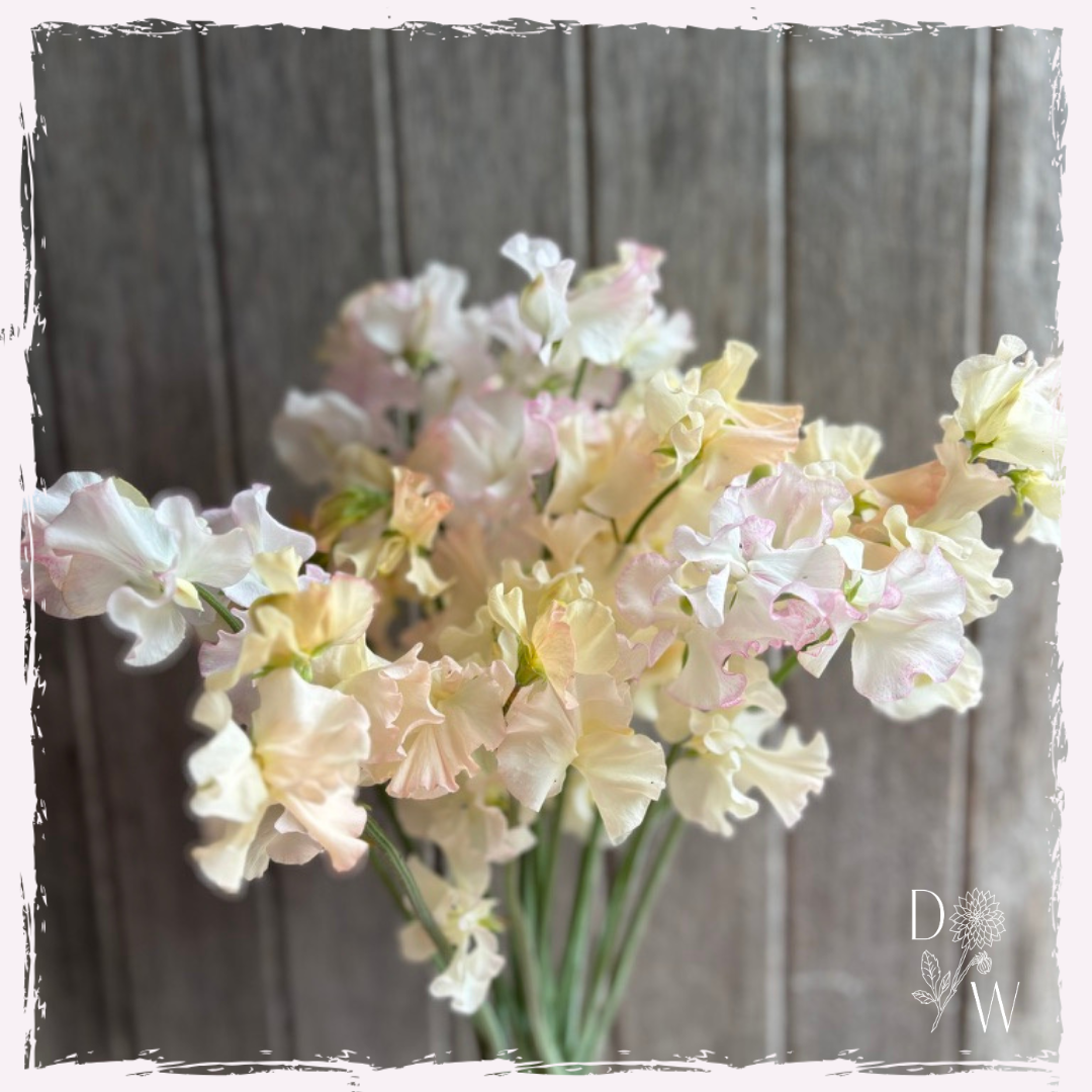 Lathyrus odoratus (Sweet pea)