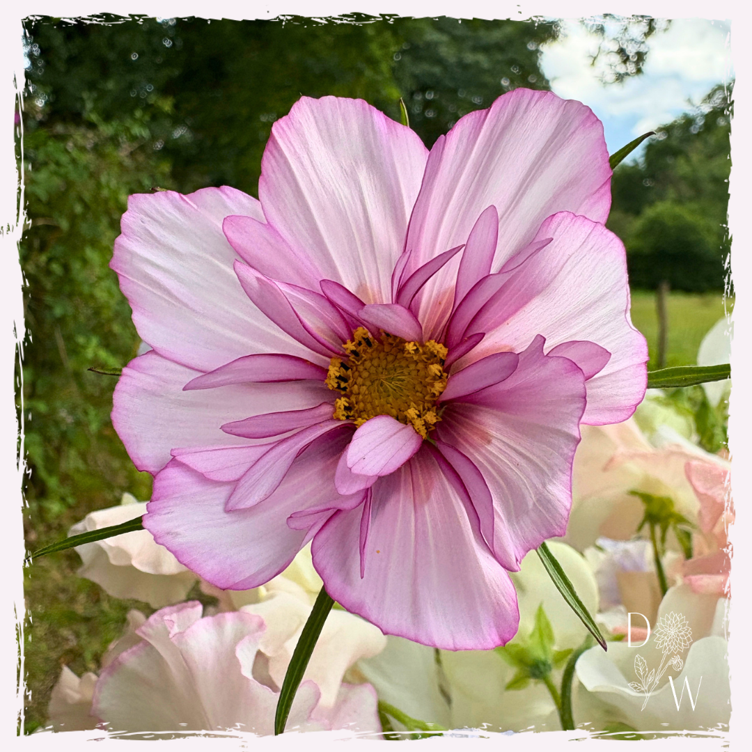 Cosmos bipinnatus